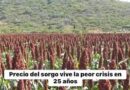 ¡Últimatum del Campo Tamaulipeco! Agricultores advierten cierre de puentes y carreteras si el Gobierno no responde