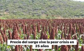 ¡Últimatum del Campo Tamaulipeco! Agricultores advierten cierre de puentes y carreteras si el Gobierno no responde