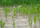 El campo grita auxilio: sin apoyos, con precios bajos y en total abandono