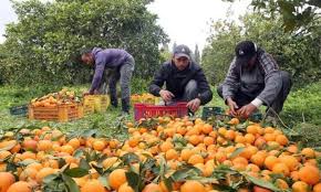 Inician trabajos para proteger y dar reconocimiento nacional e internacional a la naranja tamaulipeca