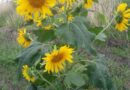 Girasol, una opción rentable para productores ante la sequía: puede sembrarse dos veces al año y tiene múltiples usos