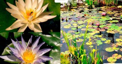 Colabora UAT en la conservación de humedales y ecosistemas acuáticos