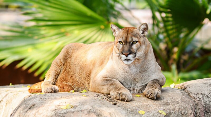 Buscan renovar experiencia del Zoológico Tamatán con nuevas especies