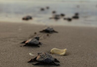Registra Tamaulipas primera anidación de tortuga lora de la temporada 2026