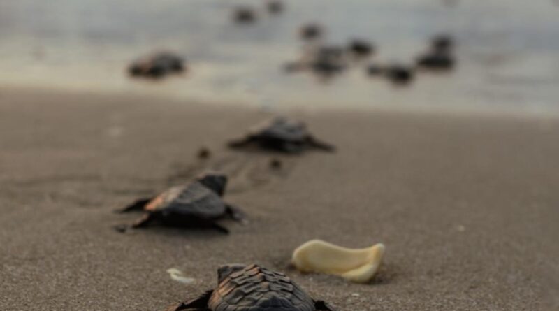 Registra Tamaulipas primera anidación de tortuga lora de la temporada 2026