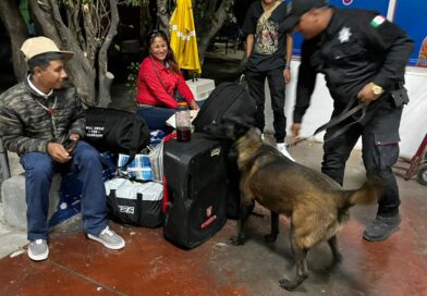 Realiza Agrupamiento Canino de la Guardia Estatal operativo para detectar narcóticos en Central de Autobuses