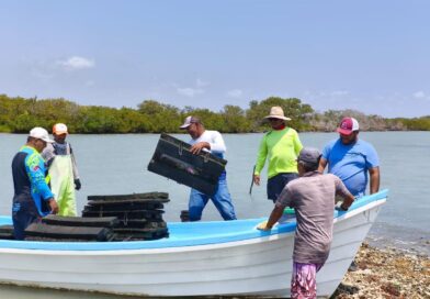 Refuerzan acciones para el crecimiento sostenible del ostión en Aldama