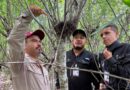 Refuerza Tamaulipas la vigilancia para proteger a la paloma ala blanca