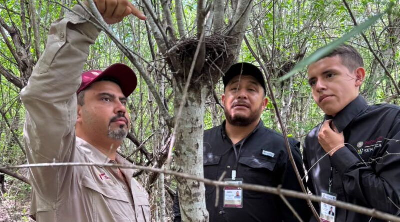 Refuerza Tamaulipas la vigilancia para proteger a la paloma ala blanca