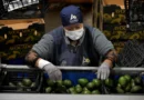 EU reanudará parcialmente exportación de aguacates en cuatro zonas de Michoacán