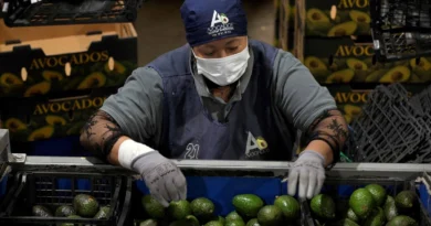 EU reanudará parcialmente exportación de aguacates en cuatro zonas de Michoacán