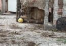 Rescatan a león de una vivienda abandonada en Matamoros, Tamaulipas; Profepa determinará su destino