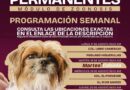 Lleva Gobierno de Beto Granados brigadas de salud animal y descacharrización a colonias y ejidos de Matamoros