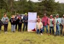 Rescata SEDUMA bosques dañados por incendios y plagas