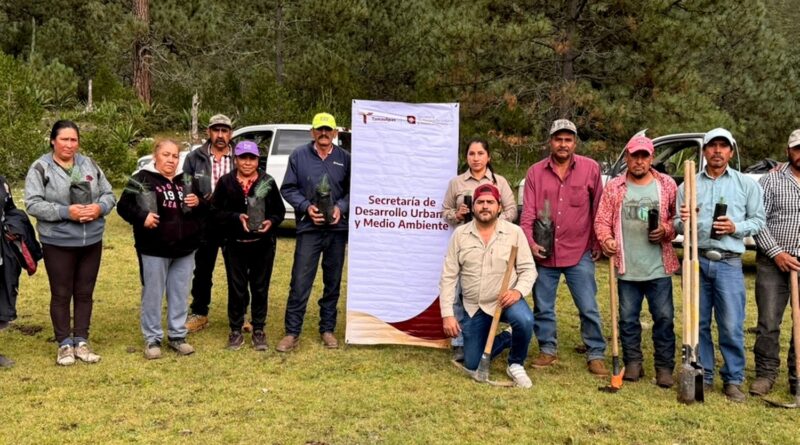 Rescata SEDUMA bosques dañados por incendios y plagas