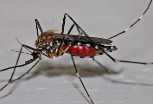 ¡ALERTA SANITARIA EN MATAMOROS! REPORTE DE COVID-19 Y FRENO HISTÓRICO AL DENGUE