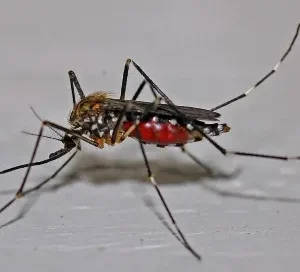¡ALERTA SANITARIA EN MATAMOROS! REPORTE DE COVID-19 Y FRENO HISTÓRICO AL DENGUE